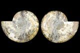 Agatized Ammonite Fossil - Huge Example #127252-1
